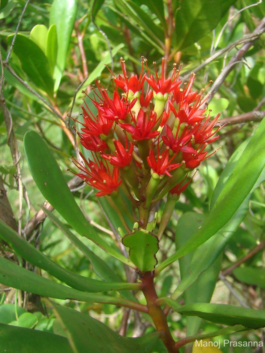 Lumnitzera littorea (Jack) Voigt